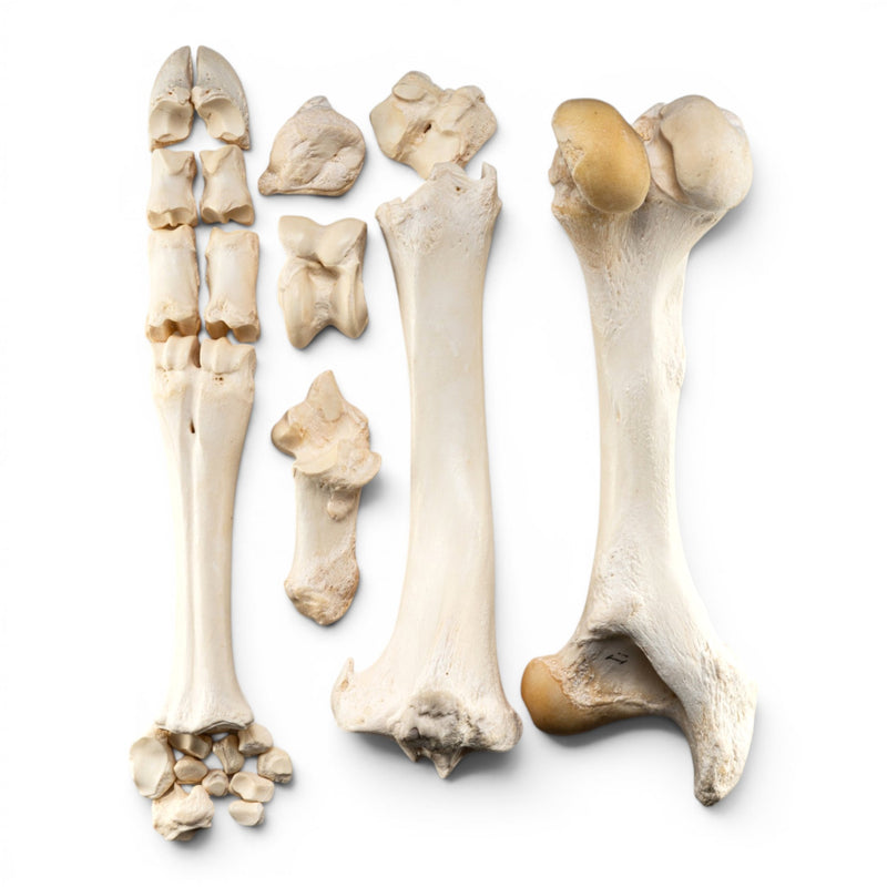 Real Domestic Cow Hindlimb - Disarticulated