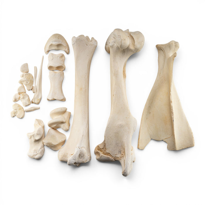 Real Horse Forelimb - Disarticulated