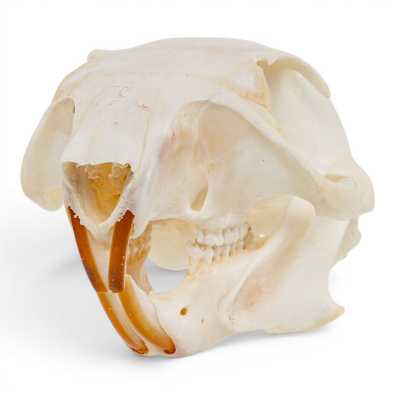 Real Fox Squirrel Skull