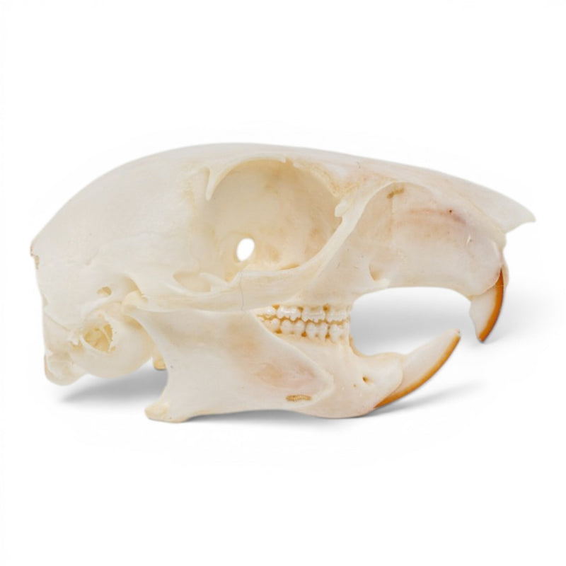 Real Fox Squirrel Skull