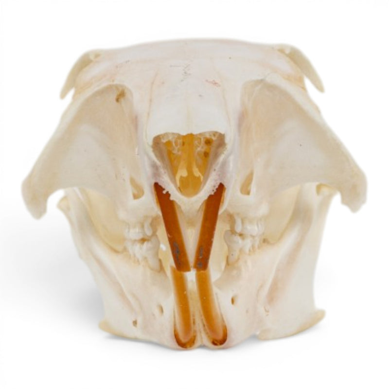 Real Fox Squirrel Skull