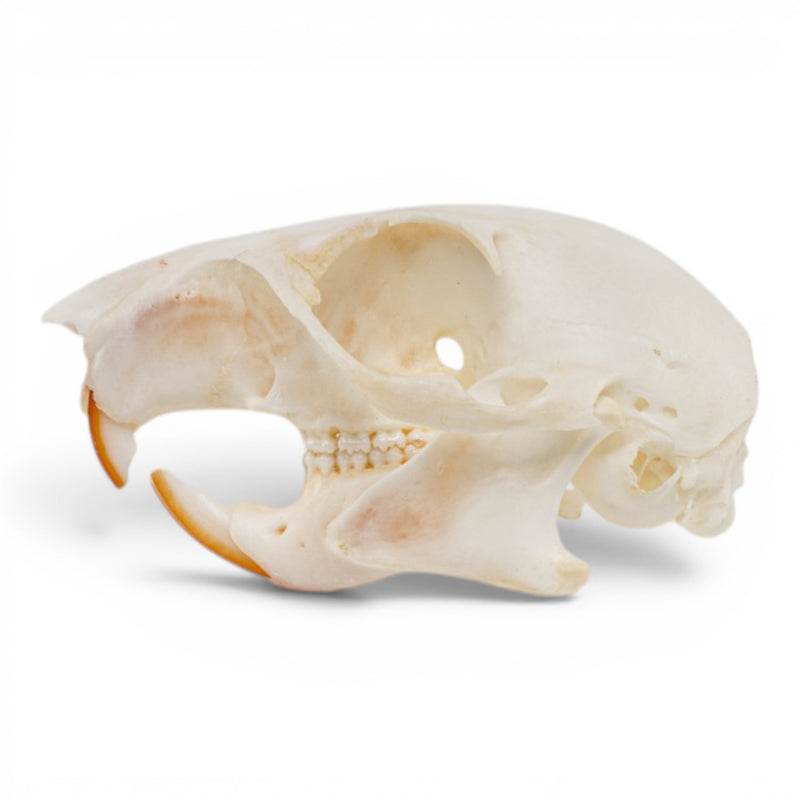 Real Fox Squirrel Skull
