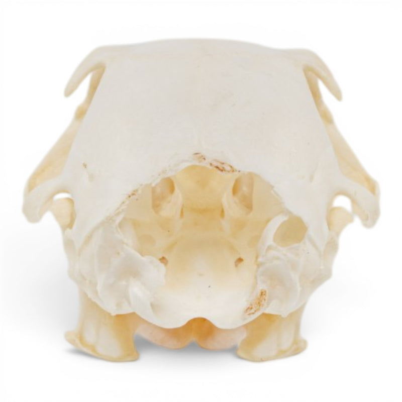 Real Fox Squirrel Skull