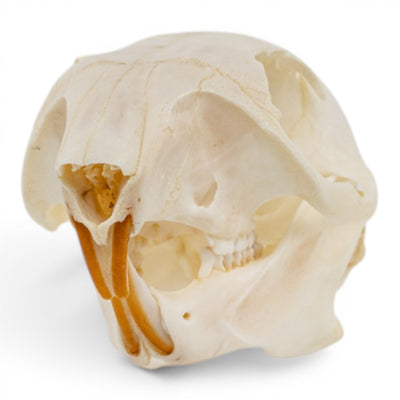 Real Western Gray Squirrel Skull