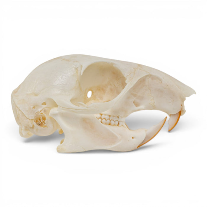 Real Western Gray Squirrel Skull