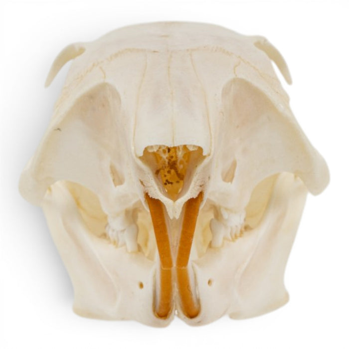 Real Western Gray Squirrel Skull