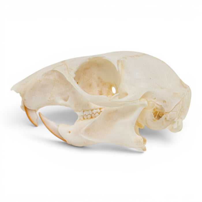 Real Western Gray Squirrel Skull