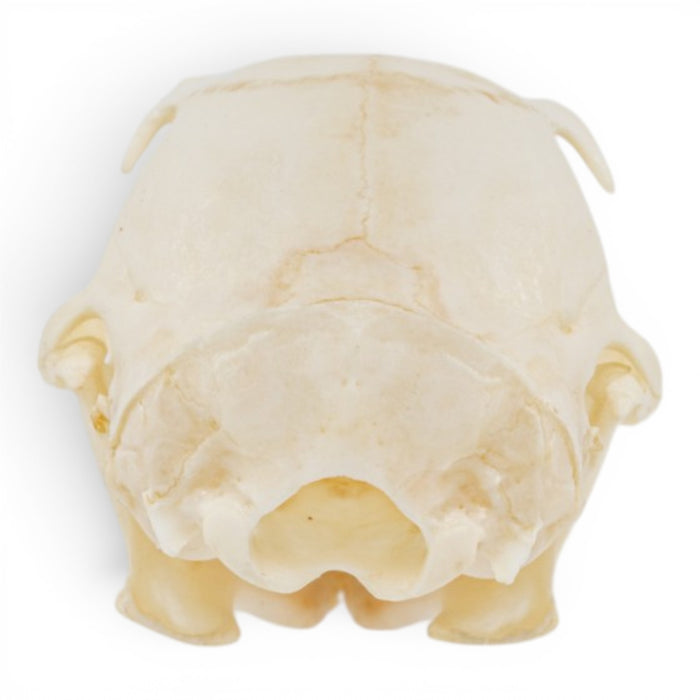 Real Western Gray Squirrel Skull