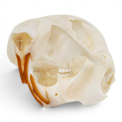 Real American Red Squirrel Skull