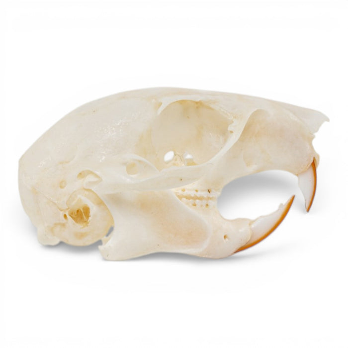 Real American Red Squirrel Skull