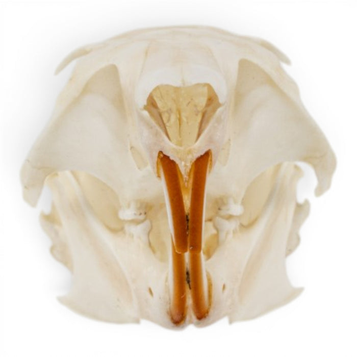 Real American Red Squirrel Skull