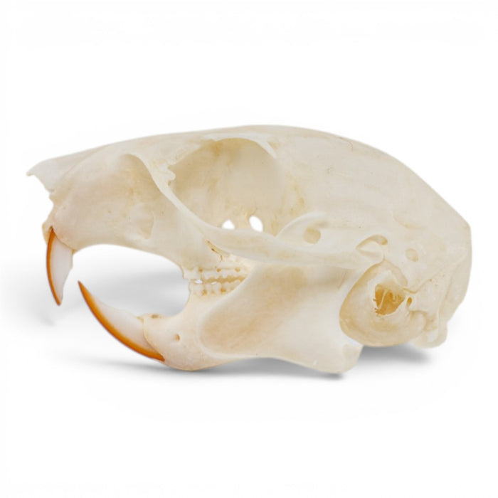 Real American Red Squirrel Skull