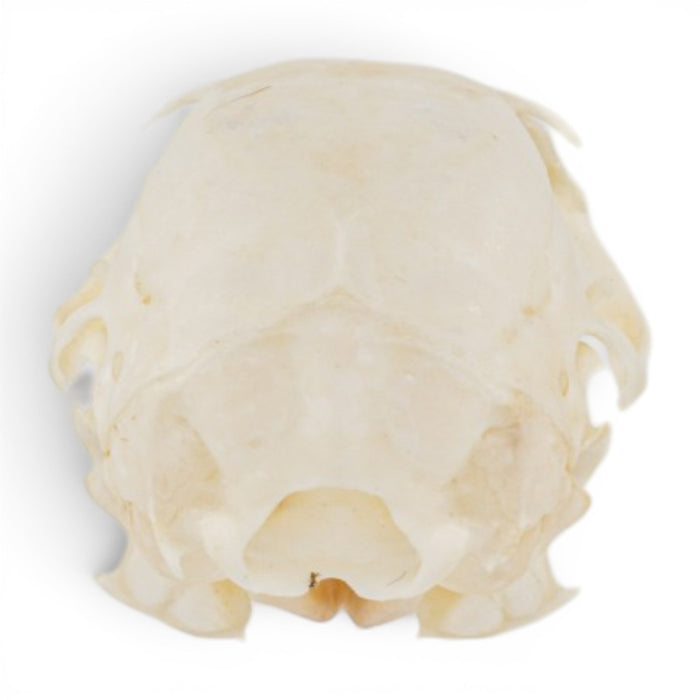 Real American Red Squirrel Skull