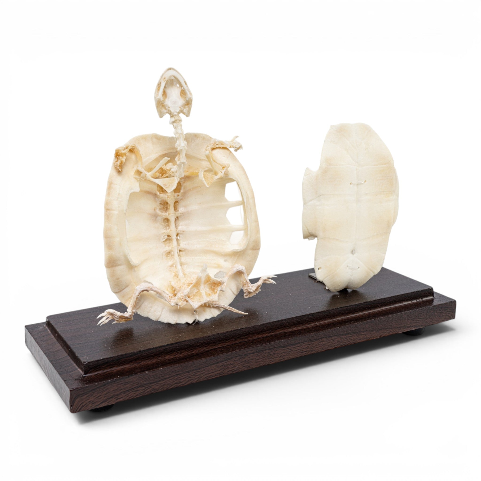 Real Turtle Economy Skeleton Without Scutes For Sale — Skulls