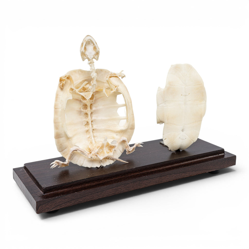 Real Turtle Economy Skeleton Without Scutes For Sale — Skulls