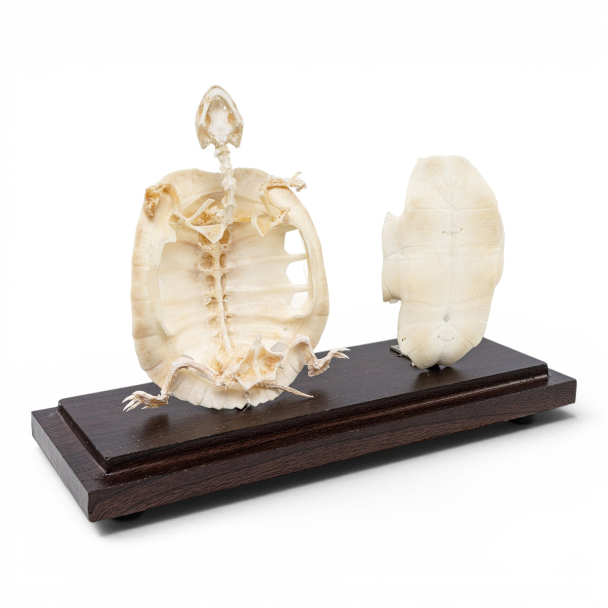Real Turtle Economy Skeleton Without Scutes For Sale — Skulls
