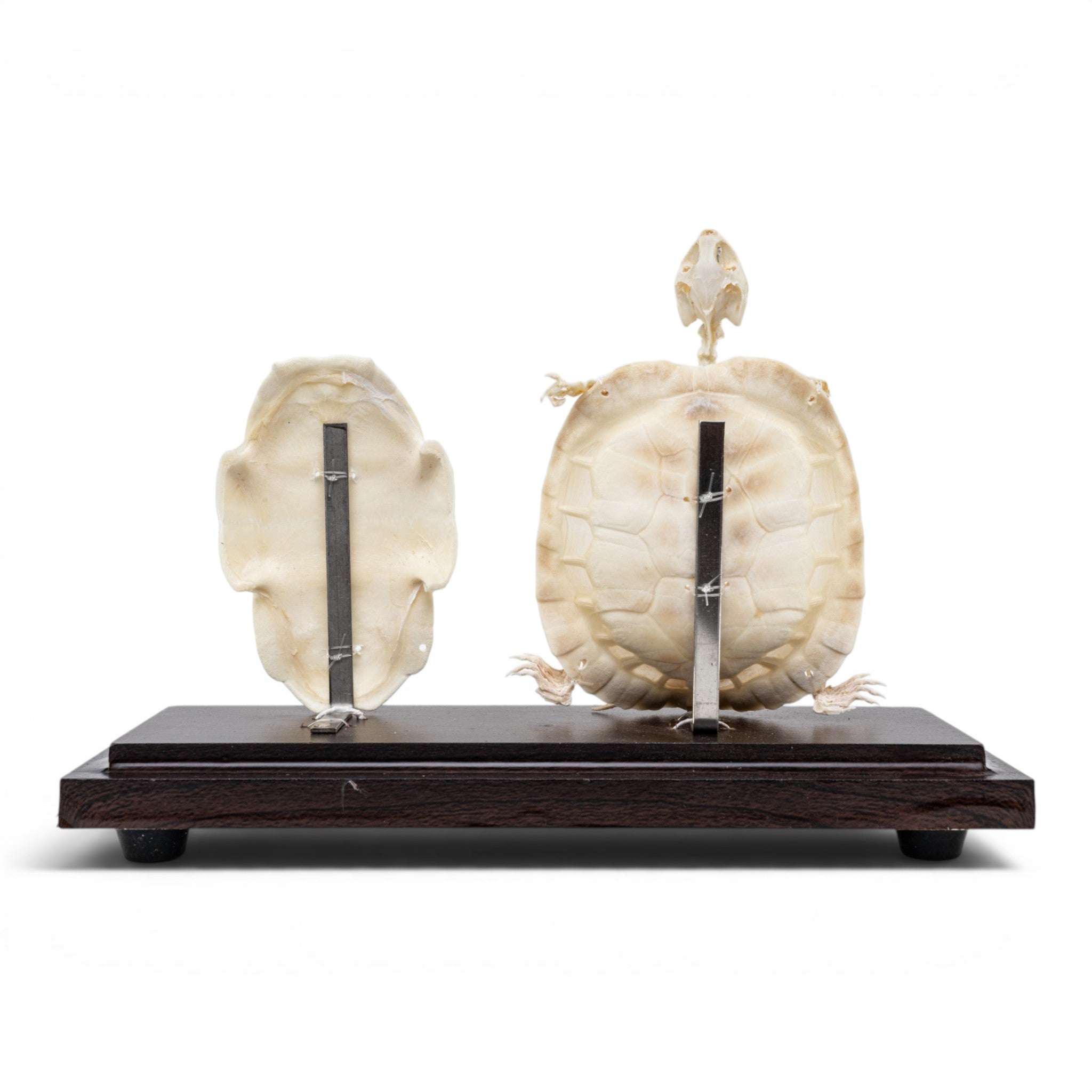 Real Turtle Economy Skeleton Without Scutes For Sale — Skulls