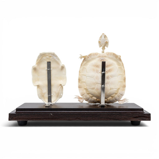 Real Turtle Economy Skeleton Without Scutes For Sale — Skulls