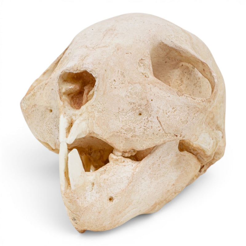 Replica Aye-aye Skull