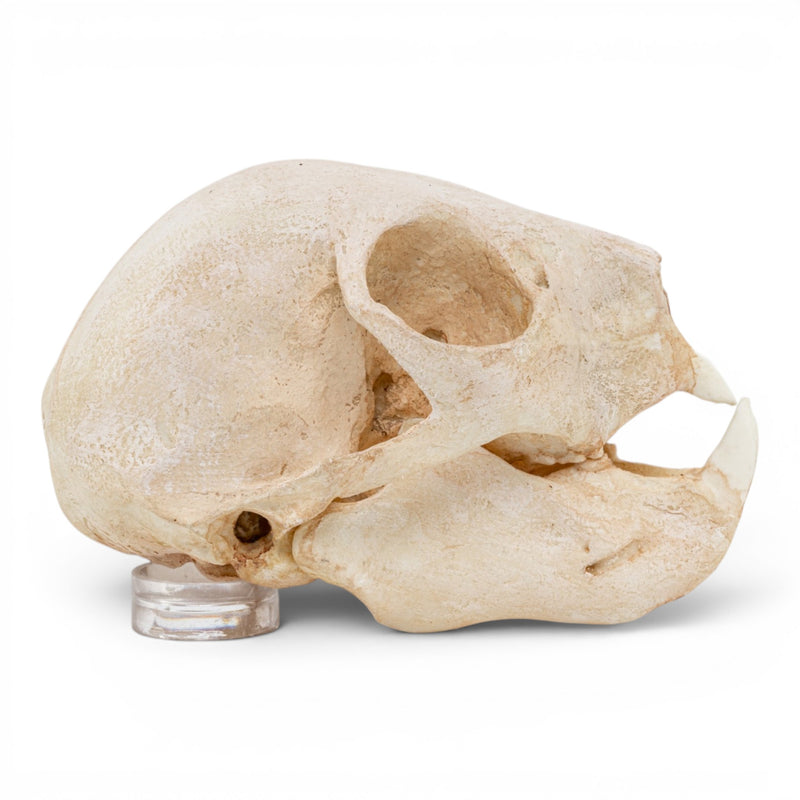 Replica Aye-aye Skull