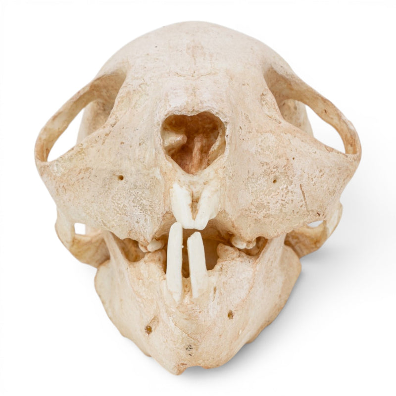 Replica Aye-aye Skull