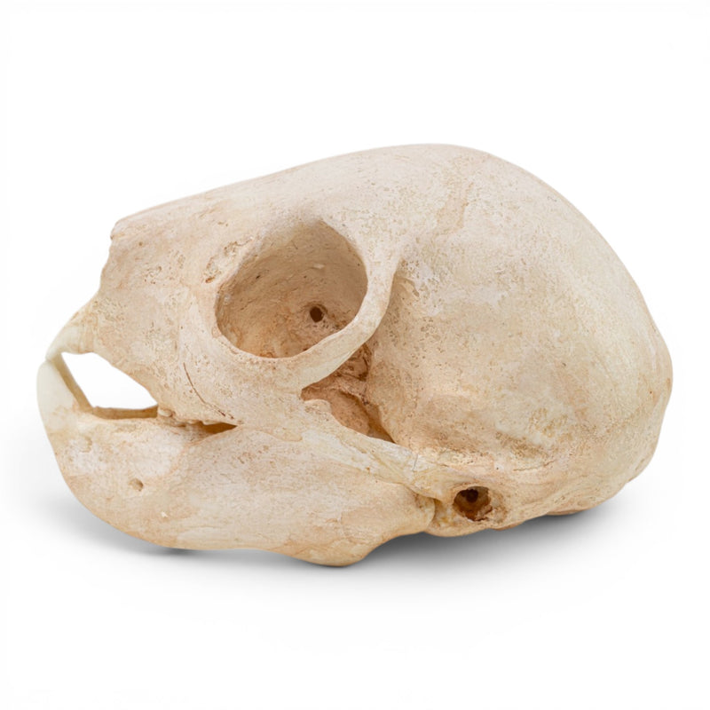 Replica Aye-aye Skull