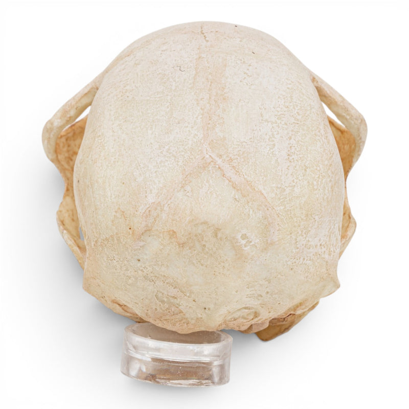 Replica Aye-aye Skull