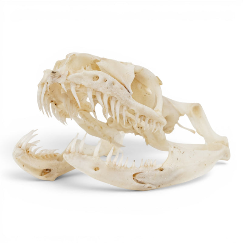 Real Ball Python Skull