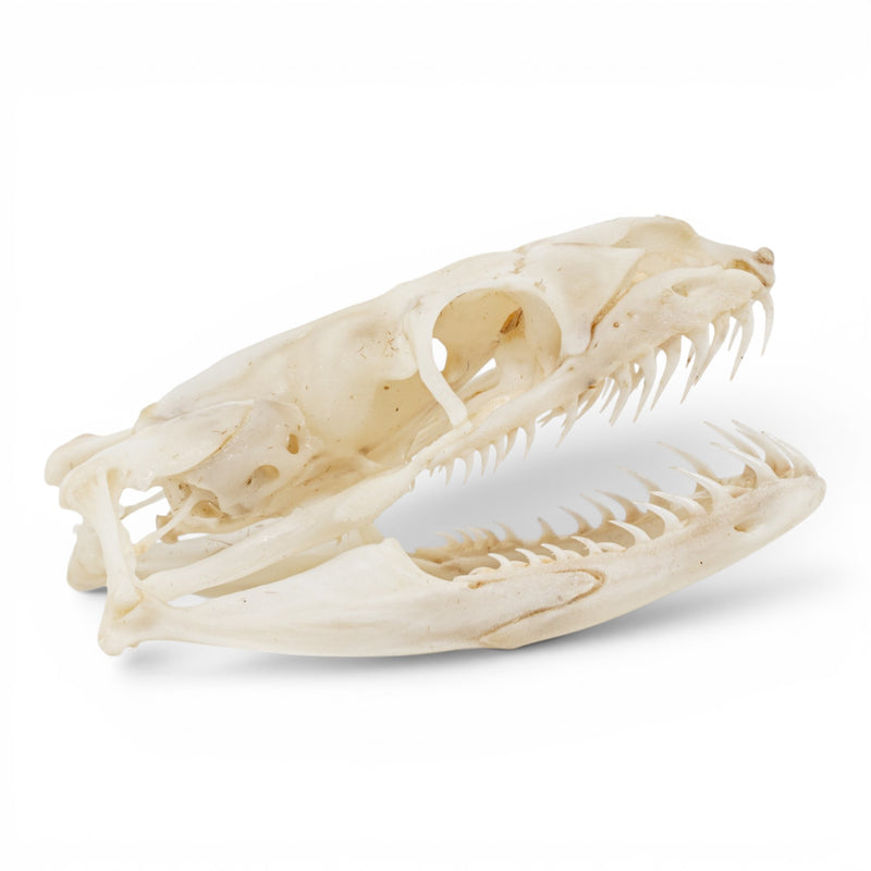 Real Ball Python Skull