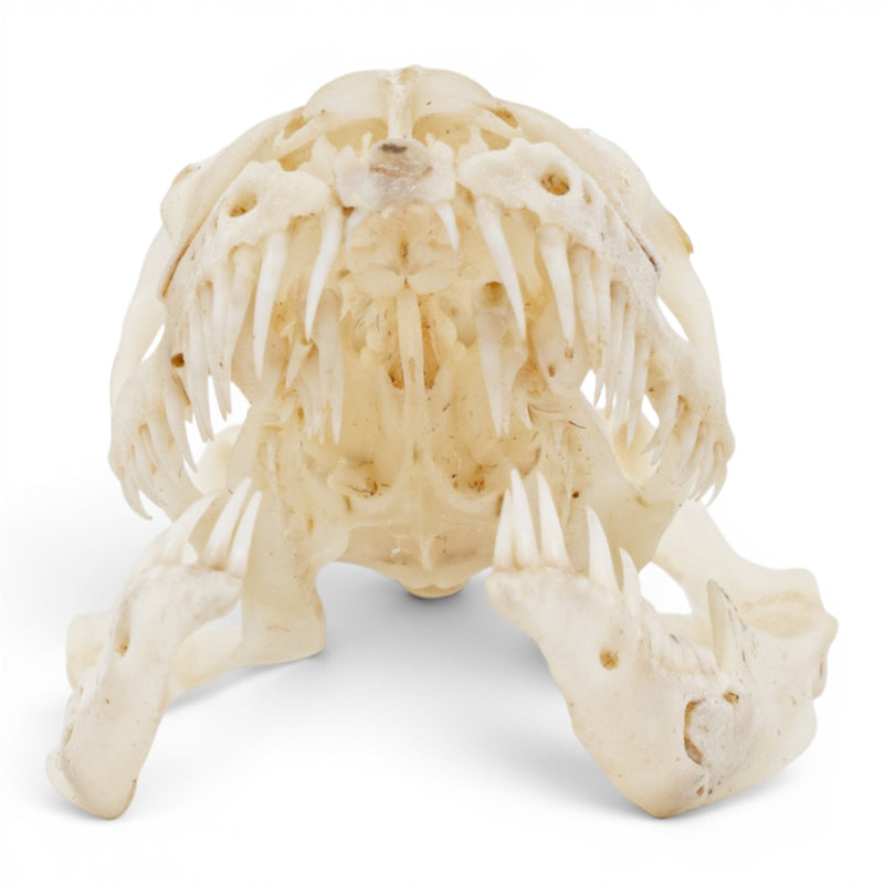 Real Ball Python Skull