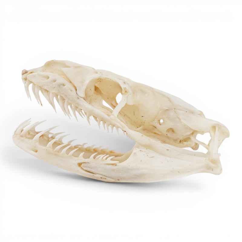 Real Ball Python Skull