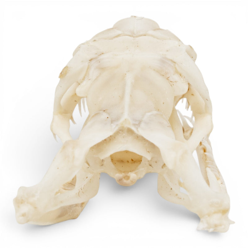 Real Ball Python Skull