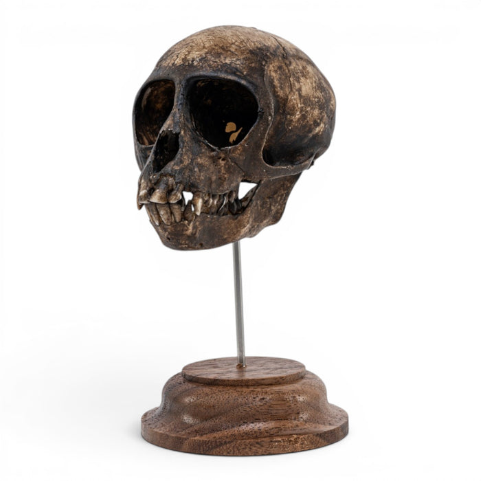 Real Vervet Monkey Skull on Stand - Painted (Antique Finish)