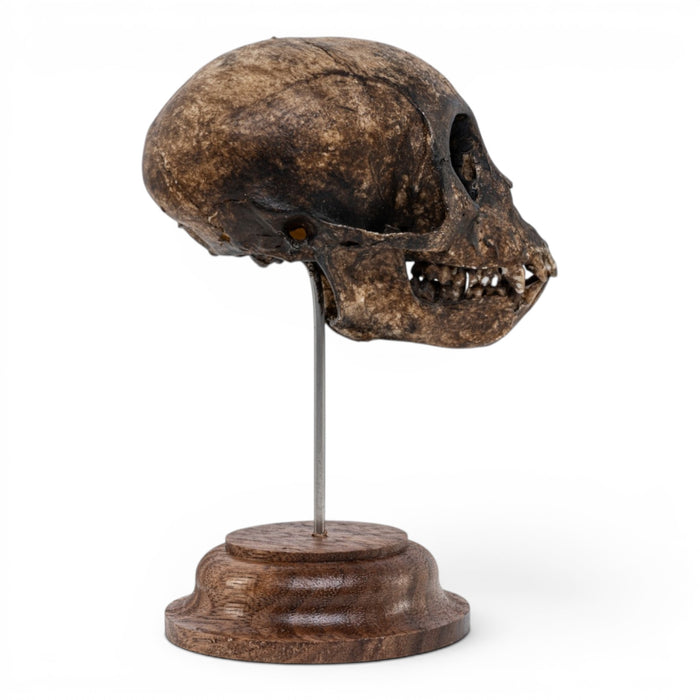 Real Vervet Monkey Skull on Stand - Painted (Antique Finish)