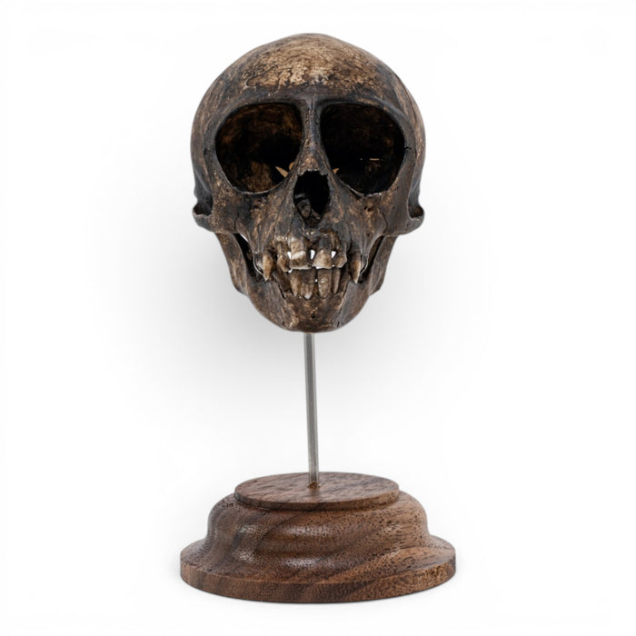 Real Vervet Monkey Skull on Stand - Painted (Antique Finish)