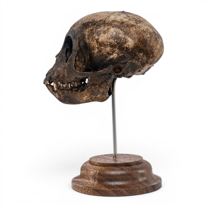 Real Vervet Monkey Skull on Stand - Painted (Antique Finish)