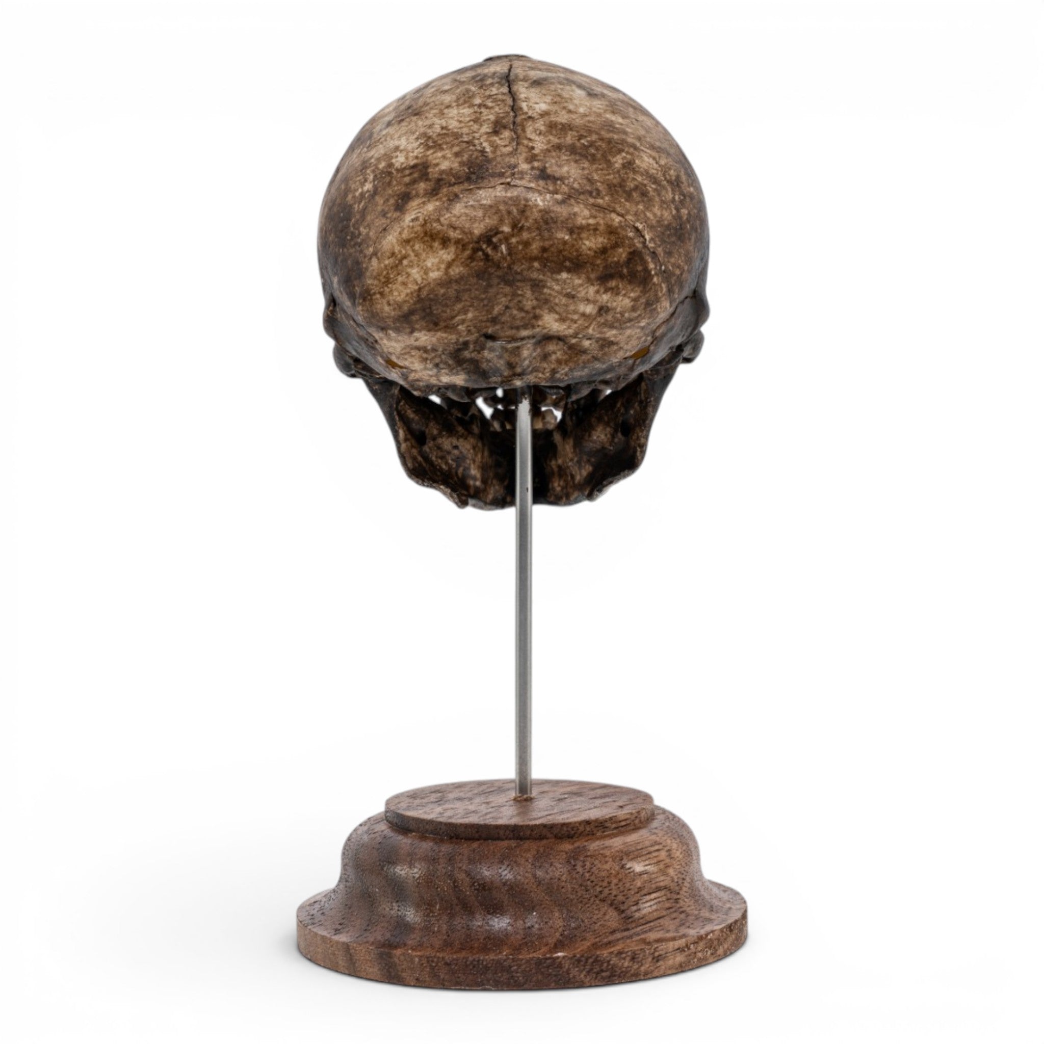 Real Vervet Monkey Skull on Stand - Painted (Antique Finish) For