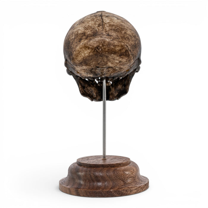 Real Vervet Monkey Skull on Stand - Painted (Antique Finish)