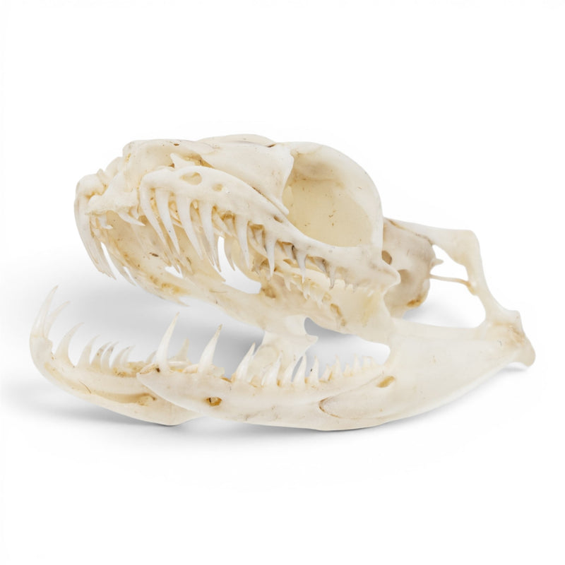 Real Ball Python Skull