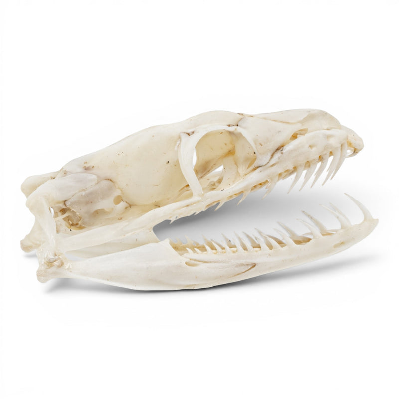 Real Ball Python Skull
