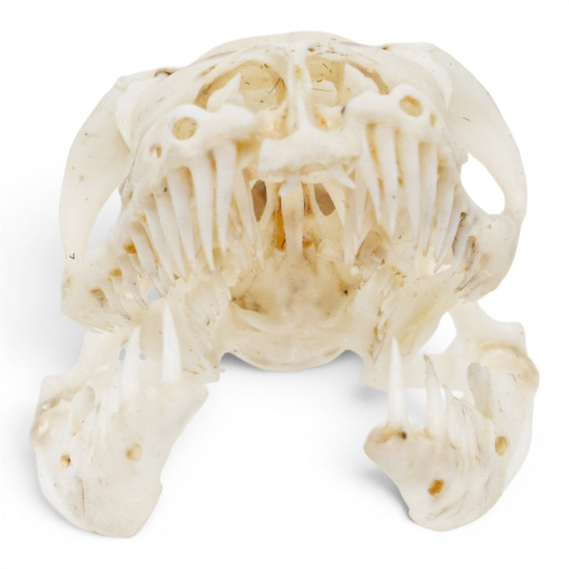 Real Ball Python Skull