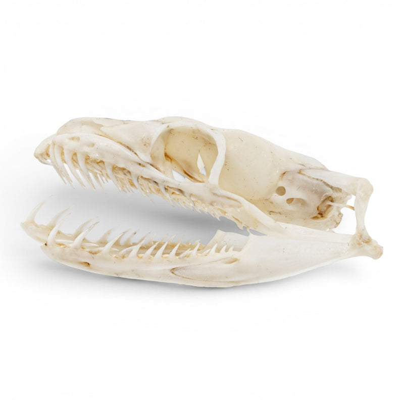Real Ball Python Skull