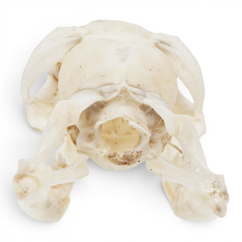 Real Ball Python Skull