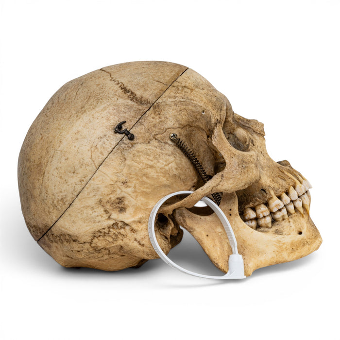 Real Human Skull