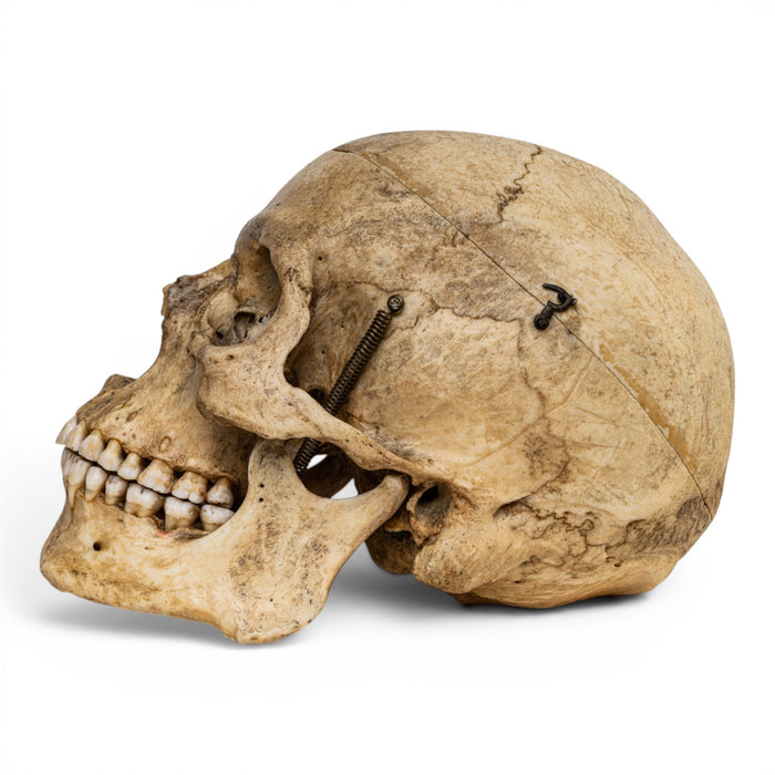 Real Human Skull