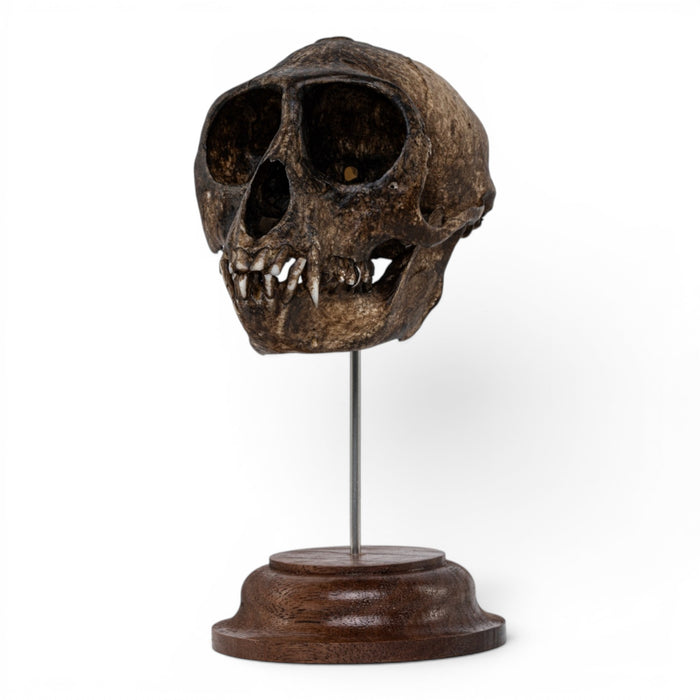 Real Vervet Monkey Skull - Painted (Antique Finish)