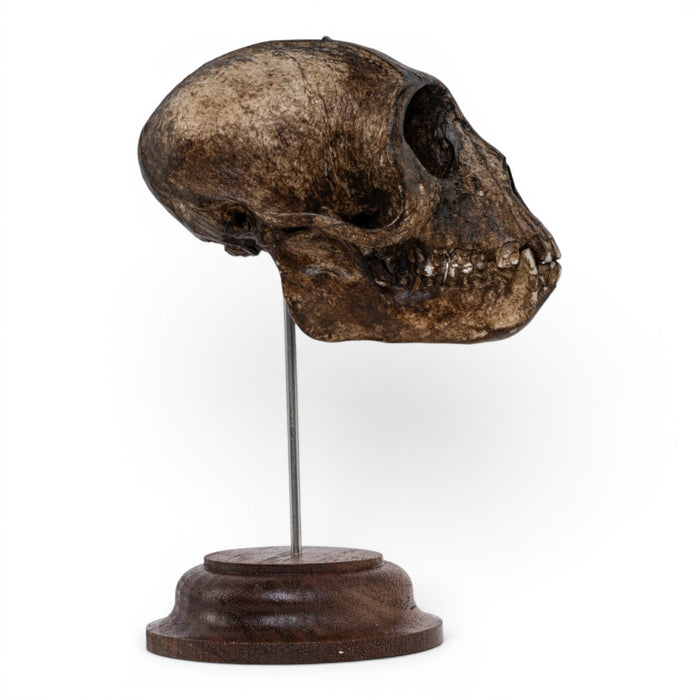 Real Vervet Monkey Skull - Painted (Antique Finish)