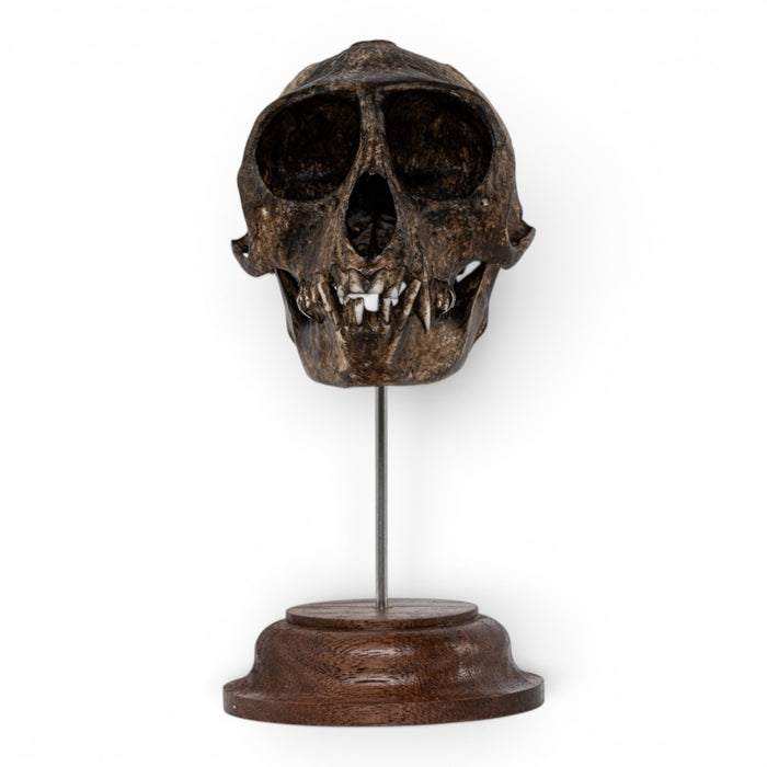 Real Vervet Monkey Skull - Painted (Antique Finish)