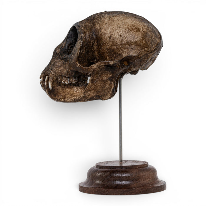 Real Vervet Monkey Skull - Painted (Antique Finish)