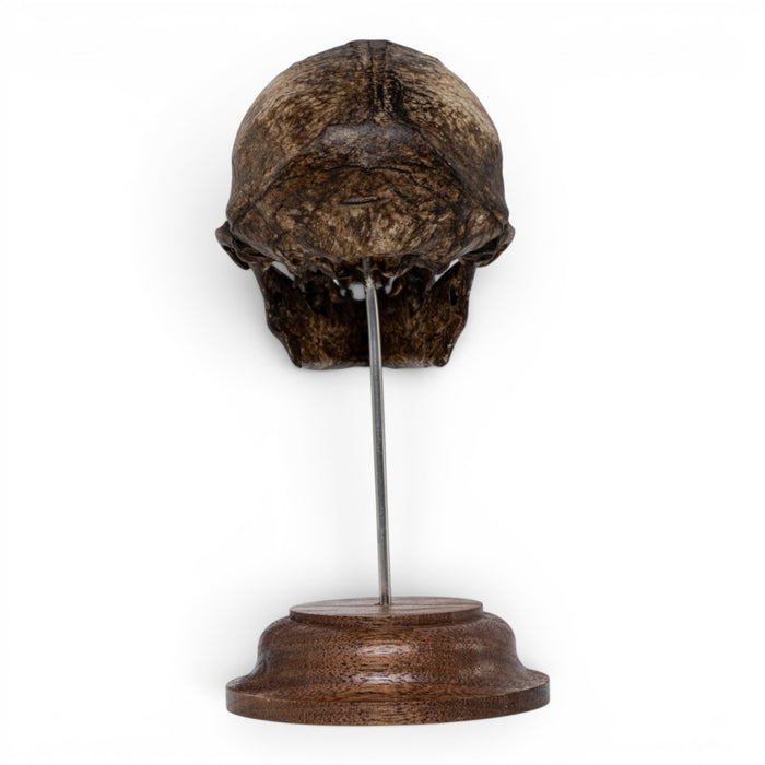 Real Vervet Monkey Skull - Painted (Antique Finish)